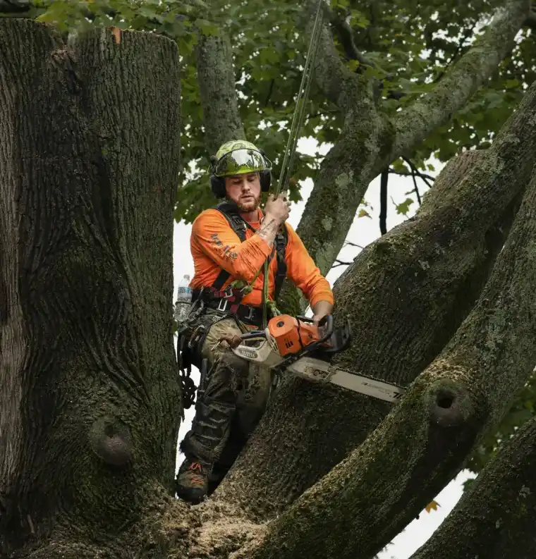 Climber in orange protective chaps and helmet seated in the crotch of a mature hardwood with a chainsaw