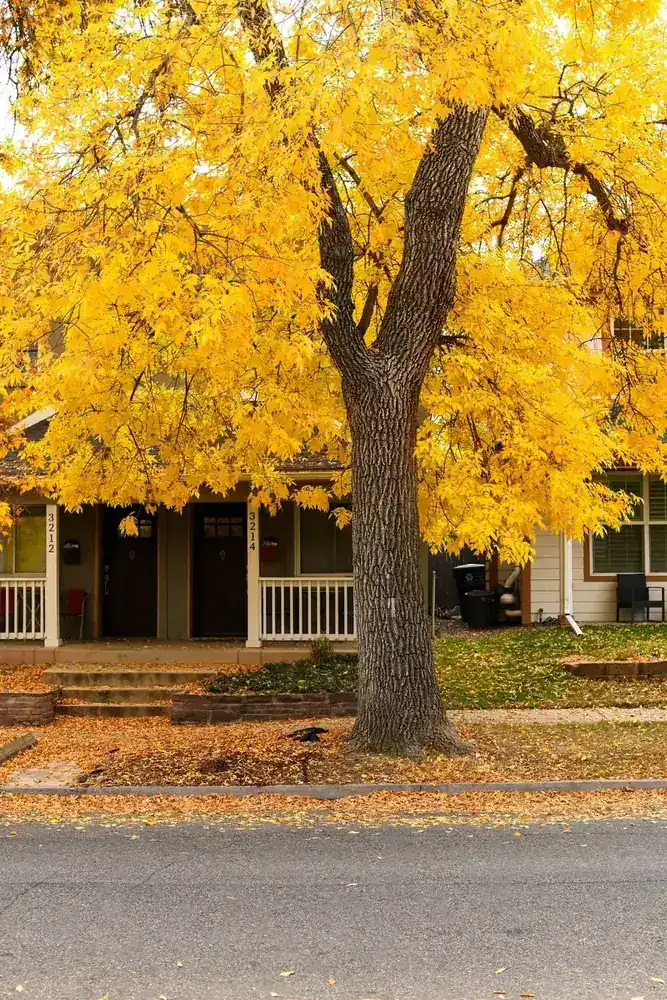 Mature street tree in full yellow autumn color in front of a residential home