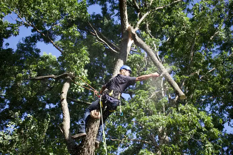Kindred Tree Service crew working a rigging line during a tree removal