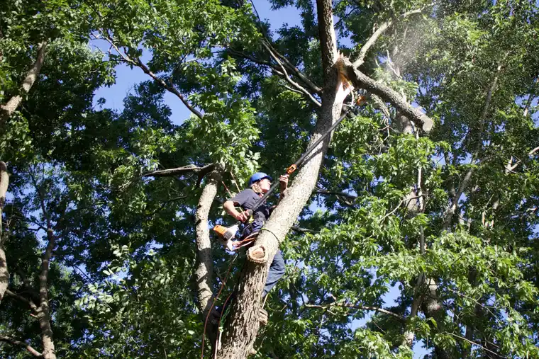 Kindred Tree Service crew clearing cut limbs from the work area