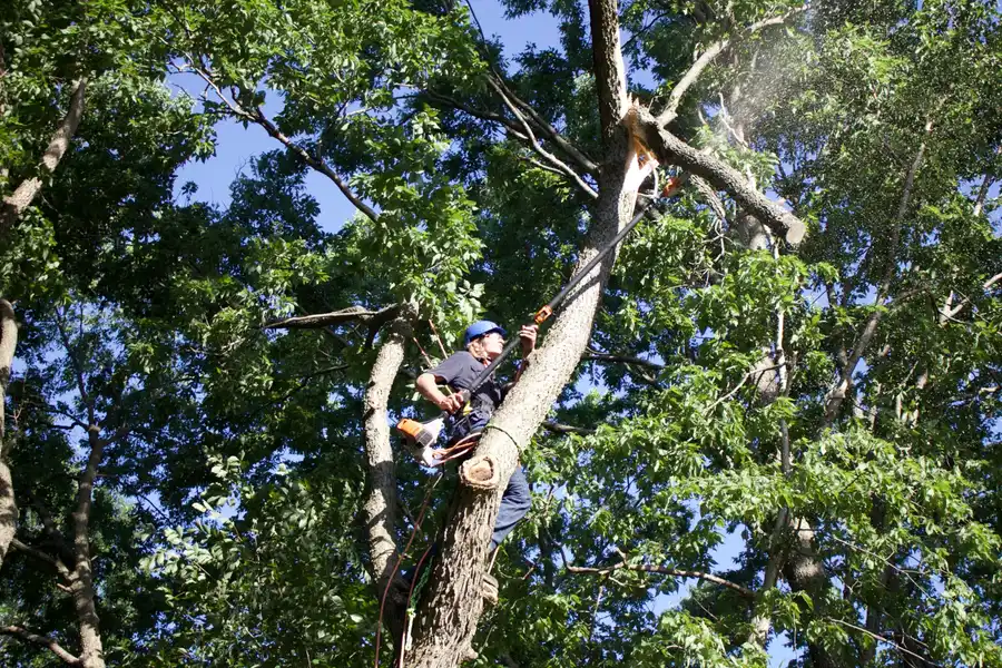 Kindred Tree Service crew clearing cut limbs from the work area