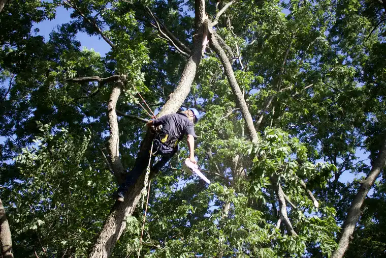 Kindred Tree Service crew sectioning a trunk with a chainsaw