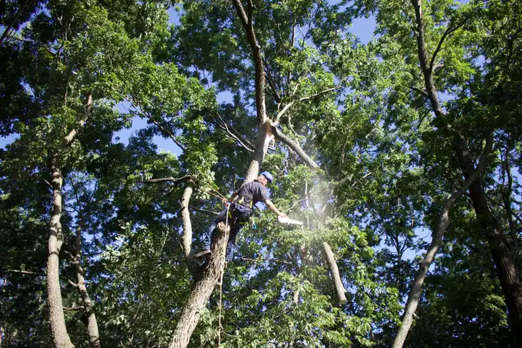 Kindred Tree Service crew on site during a tree job