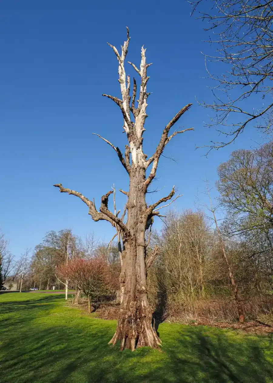 Standing dead tree with a bare stripped canopy towering over a green lawn
