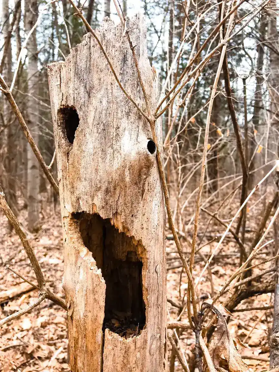 Hollow decay cavity opened up in the trunk of a dying hardwood