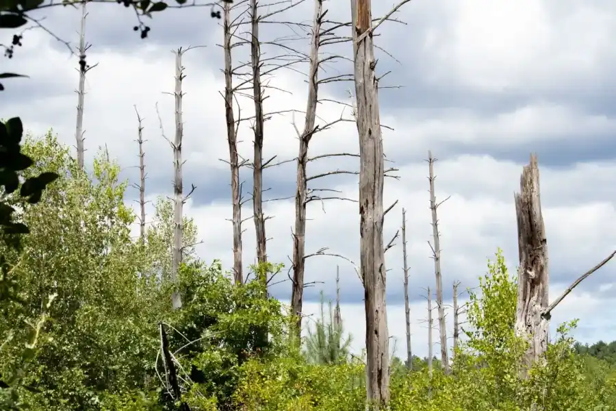 Stand of bare dying trees with no leaf cover standing among healthy green growth