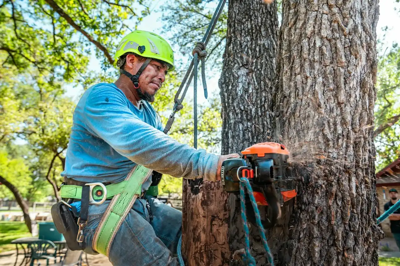 Arborist in a green climbing helmet and safety harness cutting into a large tree trunk with an orange chainsaw while roped into the canopy