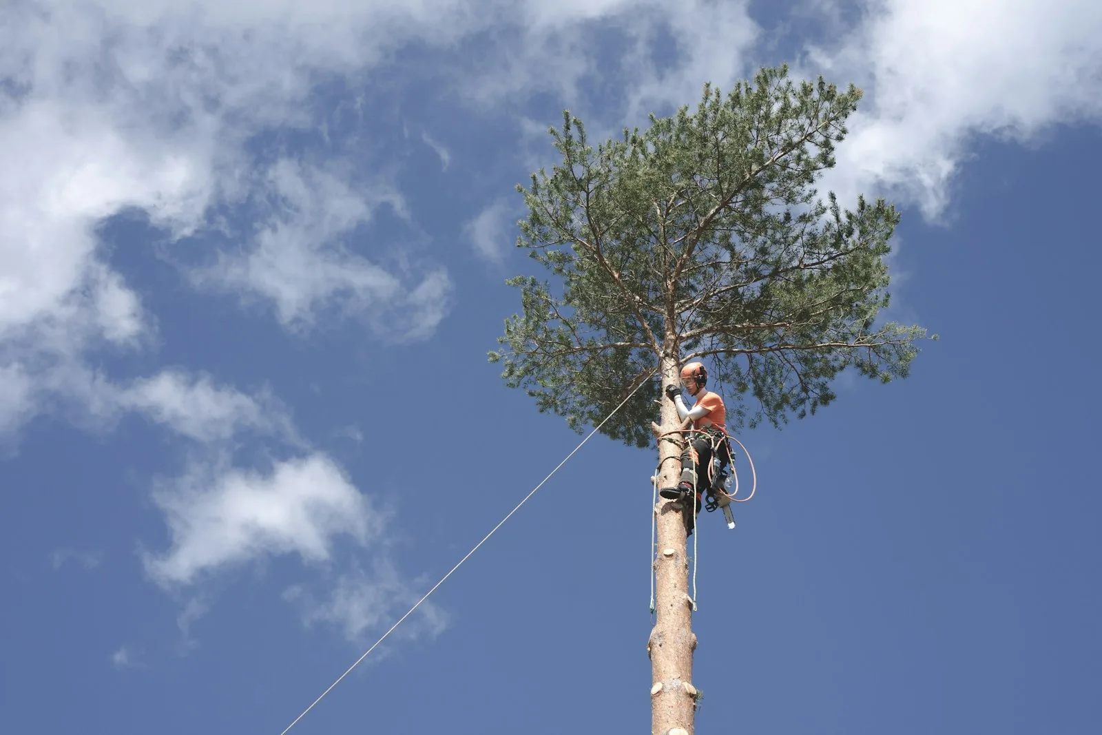 Tree climber roped in near the top of a tall stripped spar against a clear blue sky