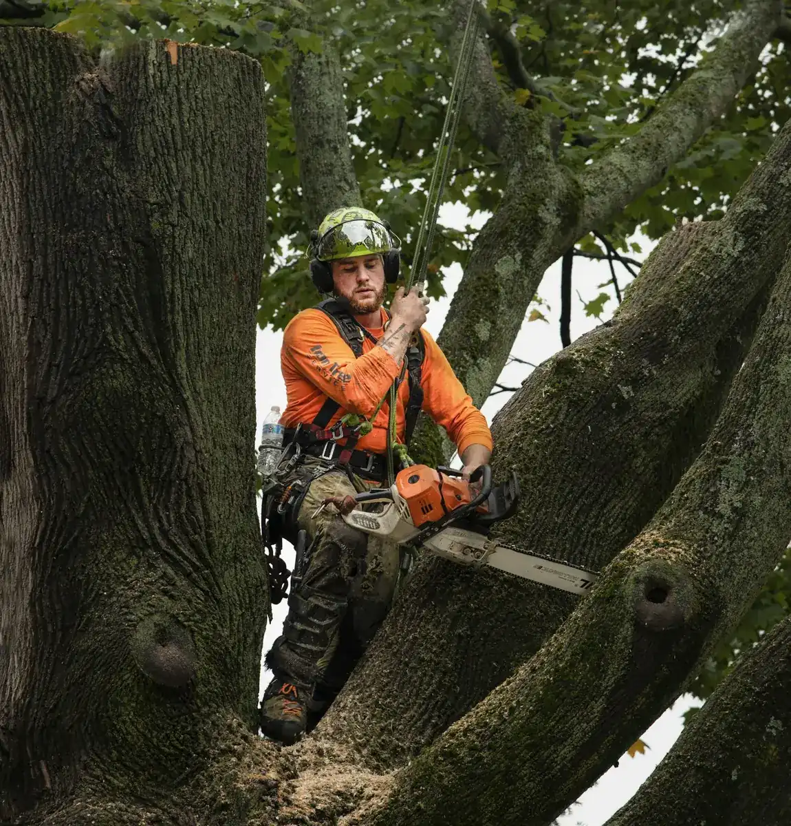 Arborist in orange protective chaps and helmet seated in the crotch of a mature hardwood with a chainsaw