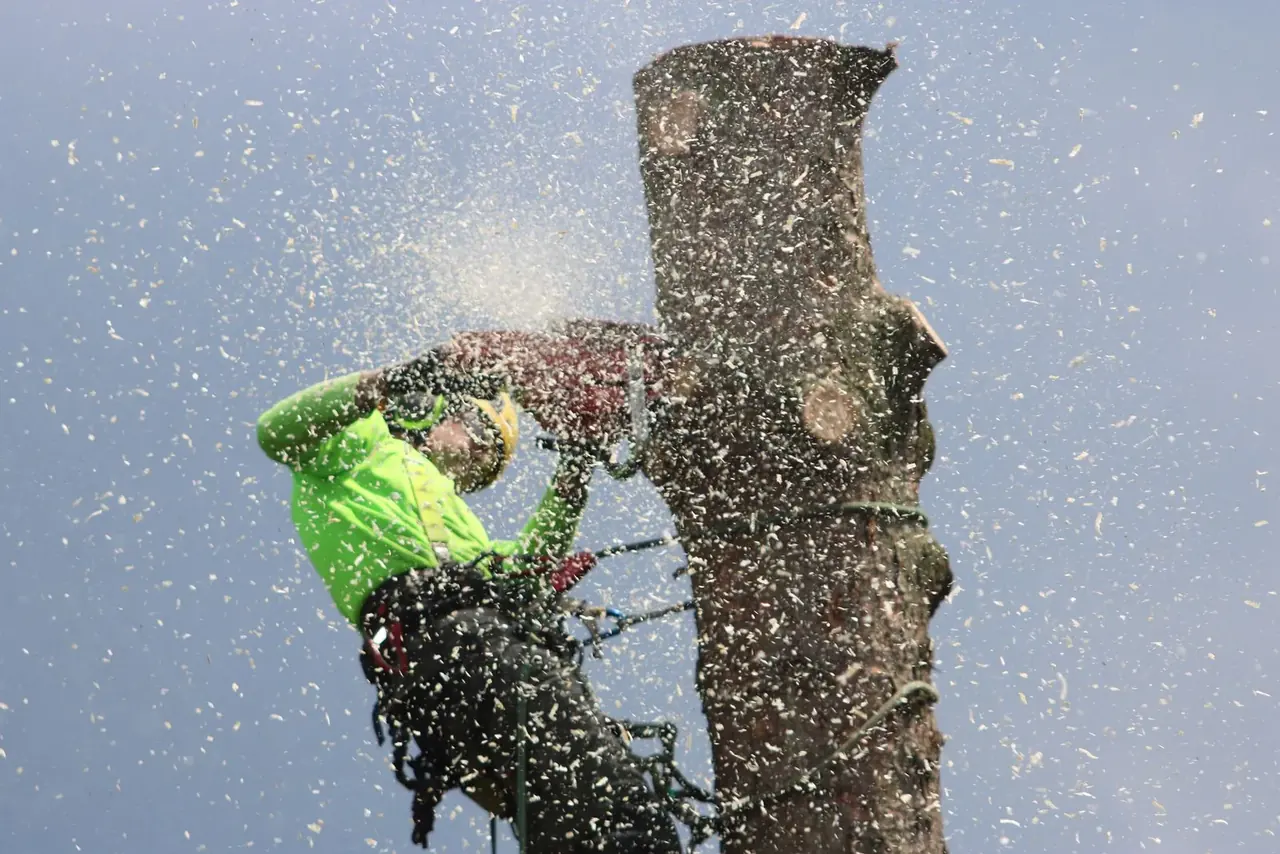 Climber high on a bare trunk cutting a section free with a chainsaw as rigging rope runs down against a blue sky