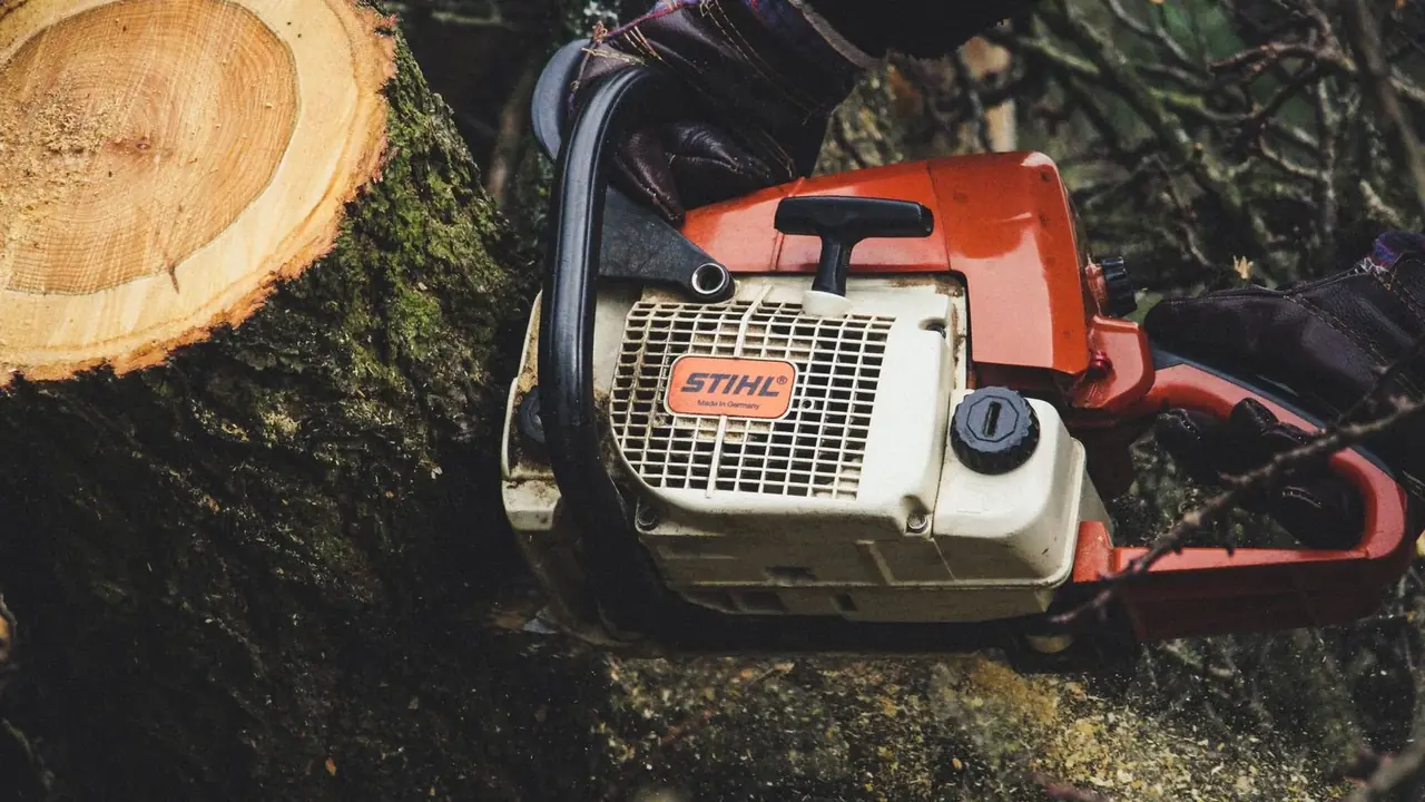 Chainsaw resting on a freshly cut trunk showing the pale exposed sawn face