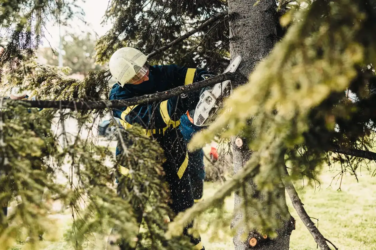 Worker in a white helmet and full climbing harness cutting limbs while tied in aloft