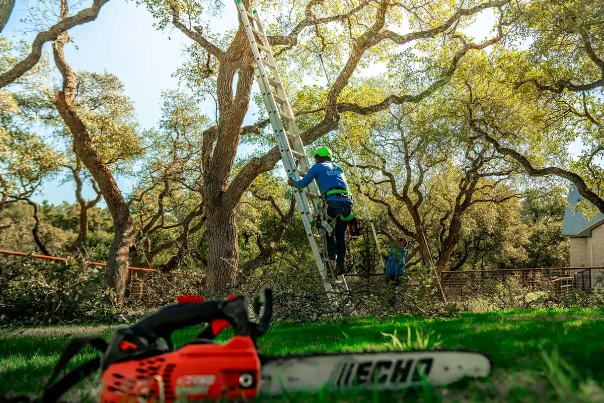 Chainsaw staged in the grass in the foreground while a climber works up an extension ladder into an oak