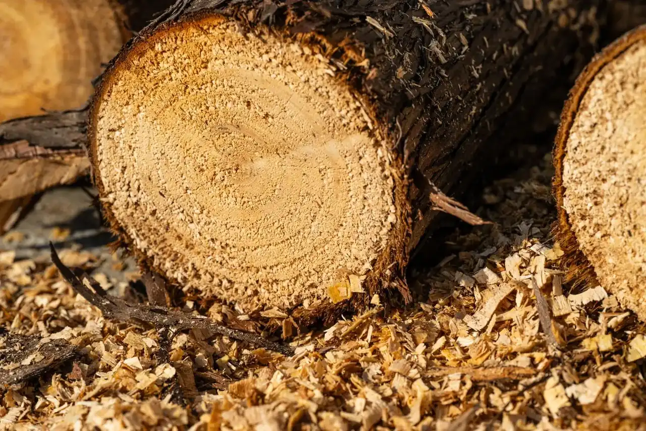Cut log ends resting in a deep bed of freshly shredded wood chips