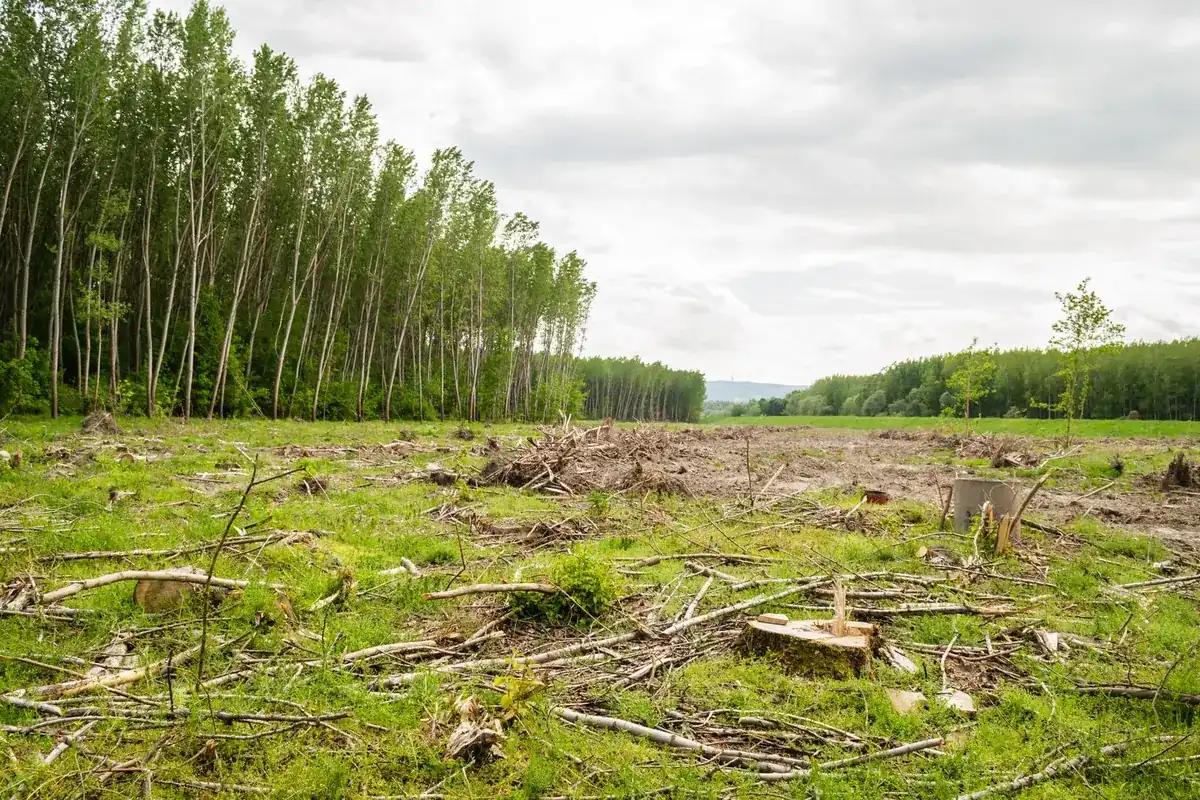 Cleared acreage covered in shredded slash and stumps with the remaining tree line behind