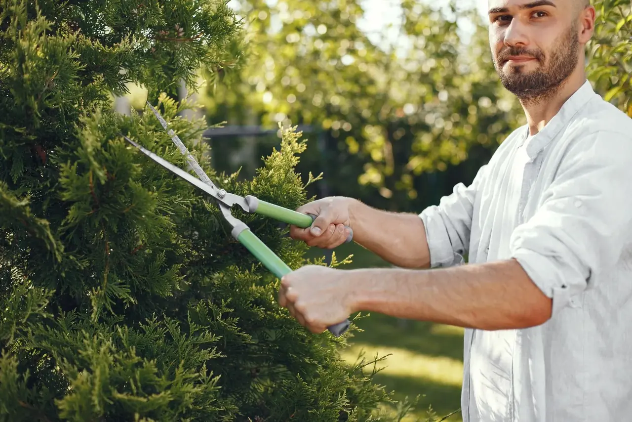 Man trimming an evergreen shrub with long-handled hedge shears in a green garden