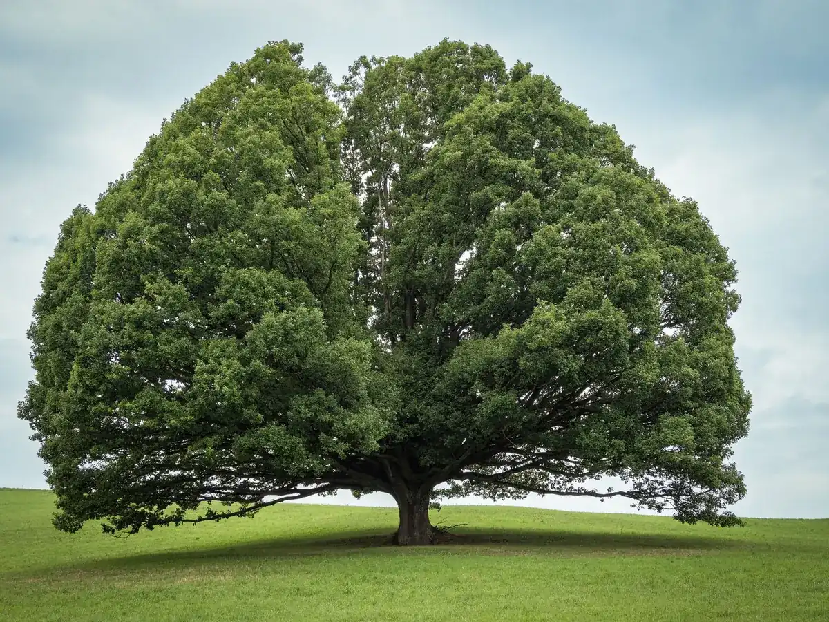 Broad symmetrical mature oak standing alone in an open green field