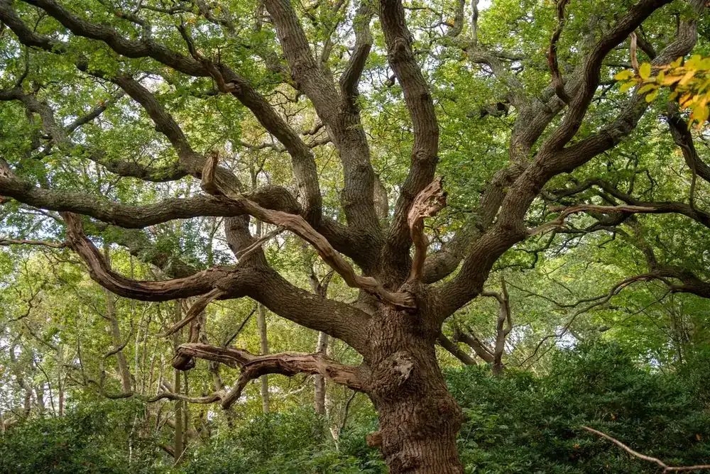 Massive old oak with heavy spreading scaffold limbs in a hardwood stand