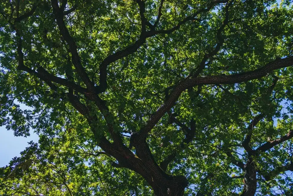 Looking up through the dense green canopy and branching structure of a mature oak