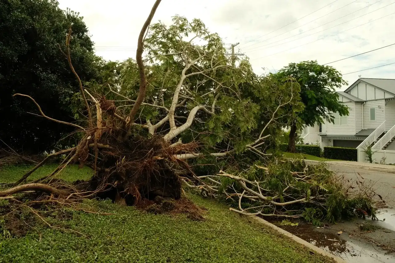 Uprooted shade tree lying across a residential street with its root plate torn out of the parkway