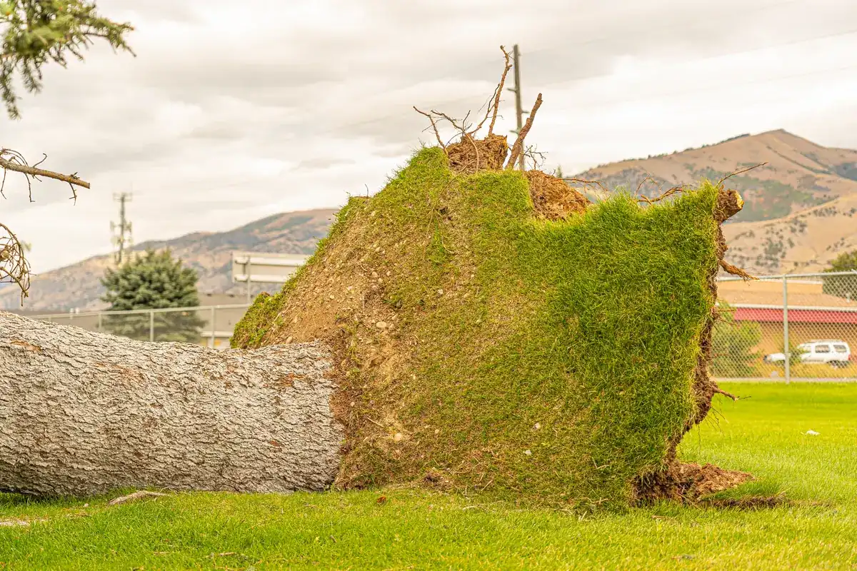Wind-thrown tree on a lawn with a wall of soil and roots standing upright behind the trunk