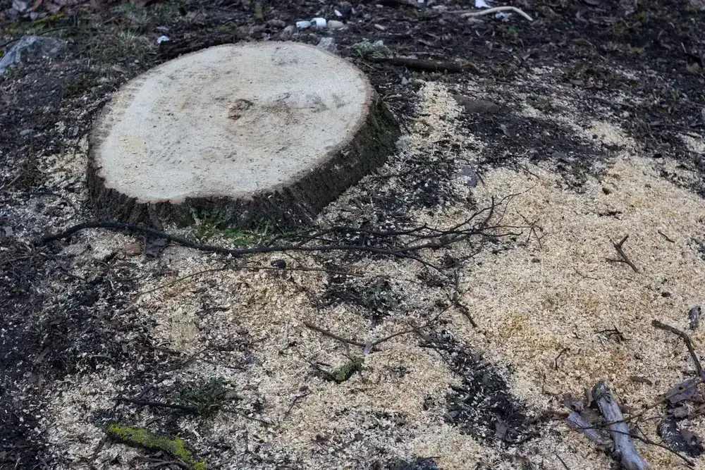Freshly cut stump surrounded by a wide bed of pale grindings and wood chips