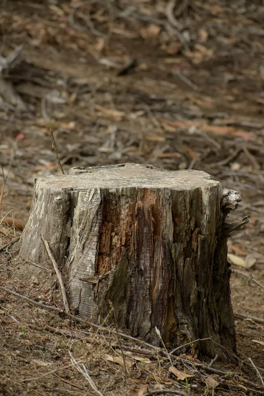 Close-up of a cut stump sitting in a layer of shredded wood chips