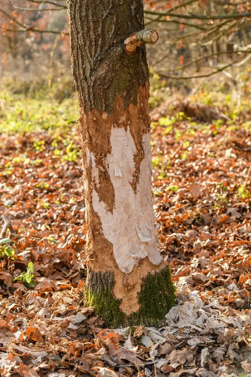 Large patch of bark torn away from a trunk exposing the bare pale wood underneath