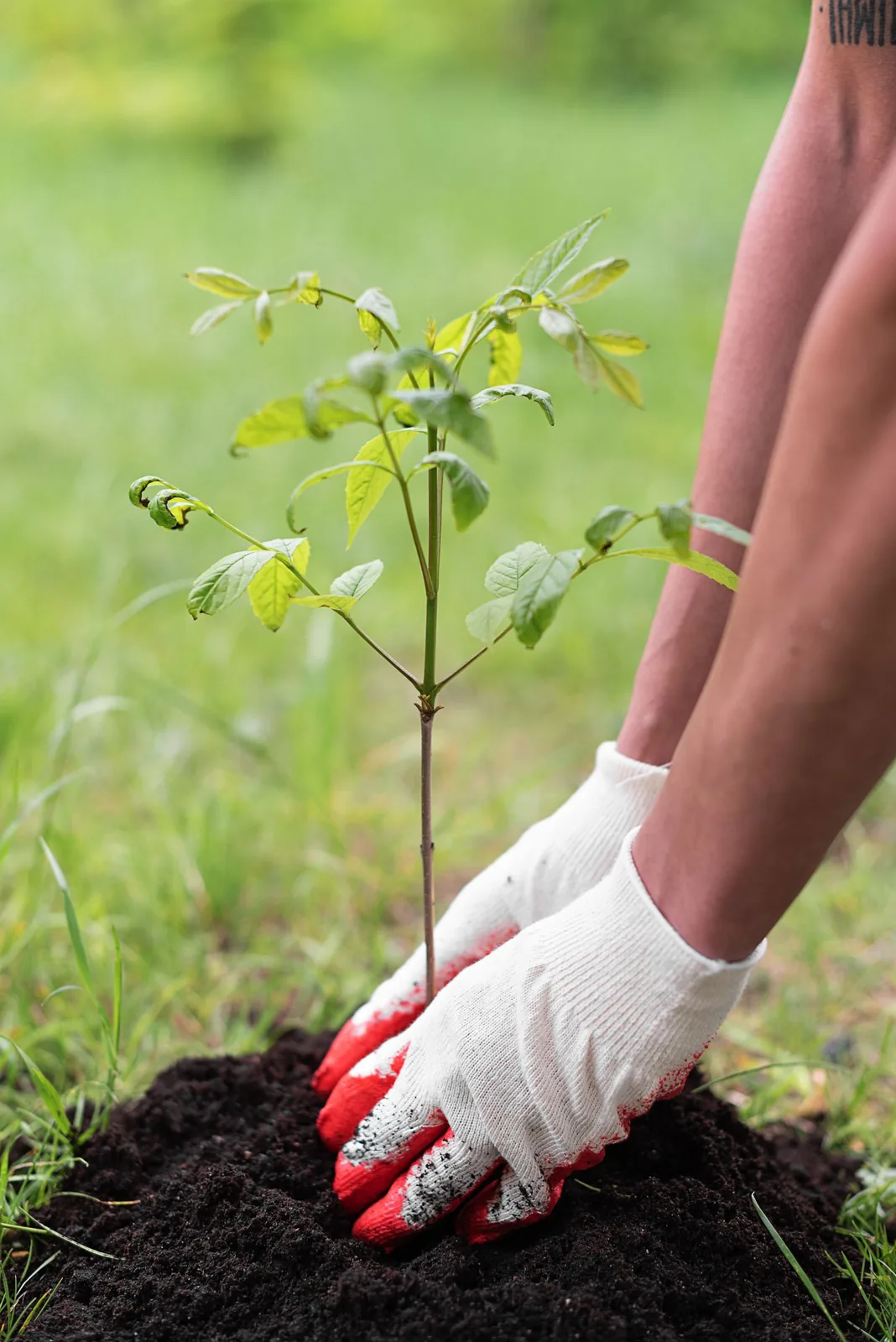Gloved hands firming dark soil around the base of a newly planted young tree