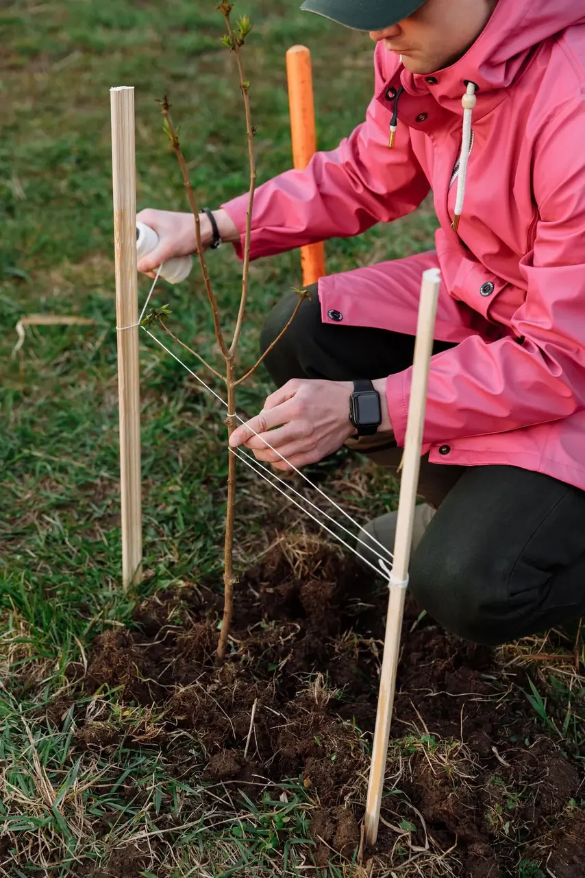 Person securing a young tree to a support stake with a soft tie after planting