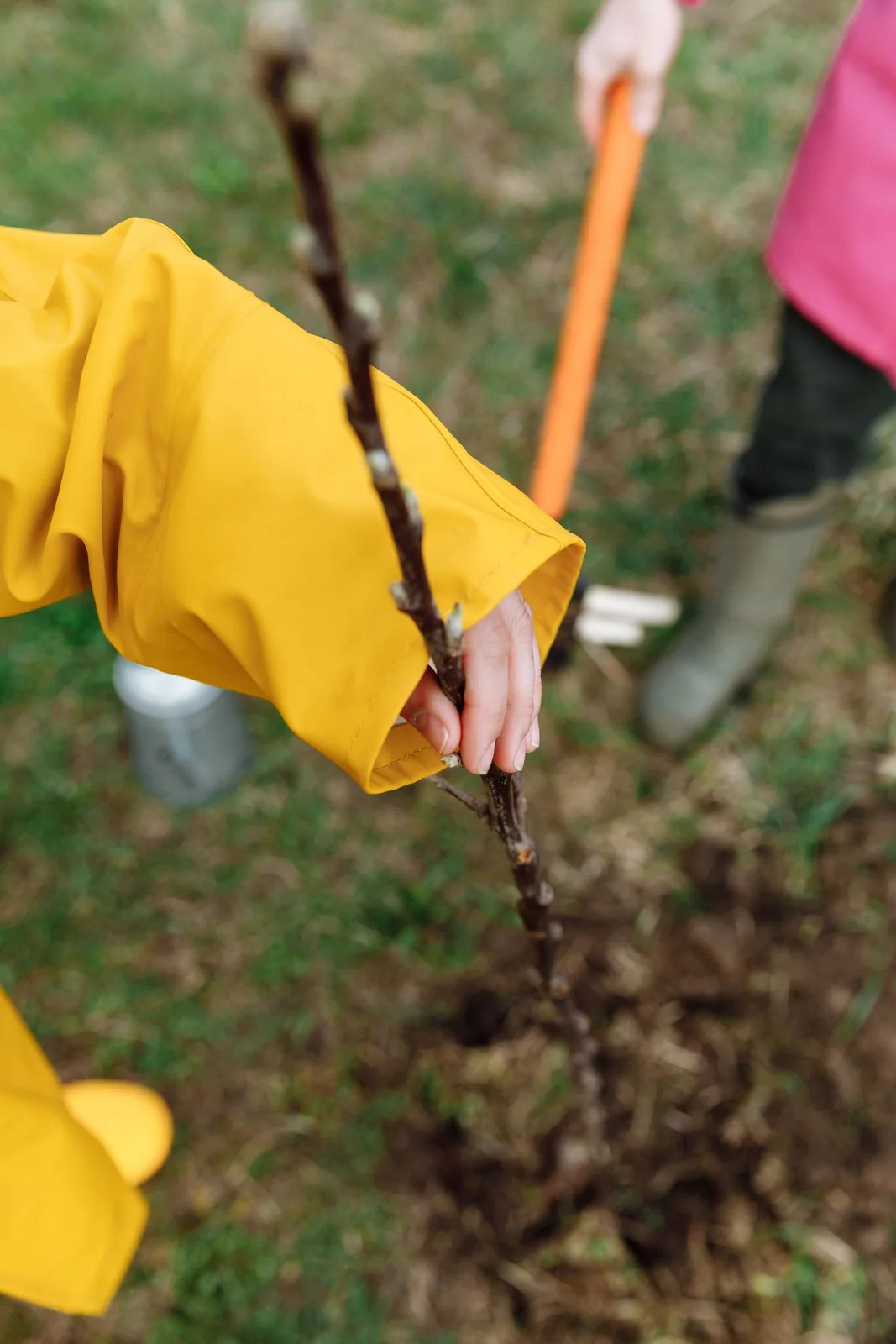 Worker holding a bare-root sapling upright in an open planting hole