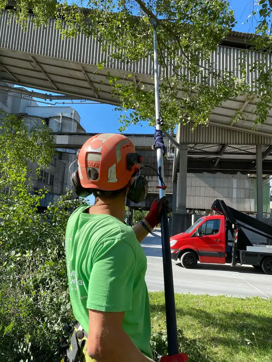 Worker in a helmet reaching up with a pole saw to make a reduction cut in a canopy