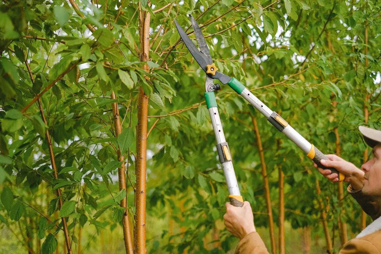 Hands making a clean pruning cut on a leafy branch with long-handled loppers