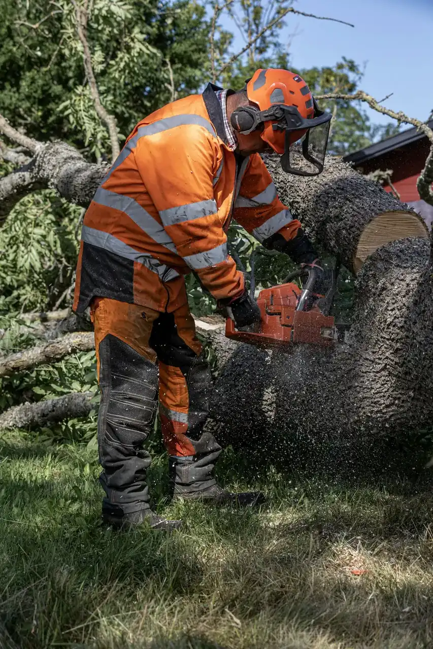 Two workers in orange cut-resistant gear sectioning a large felled trunk with chainsaws as sawdust sprays
