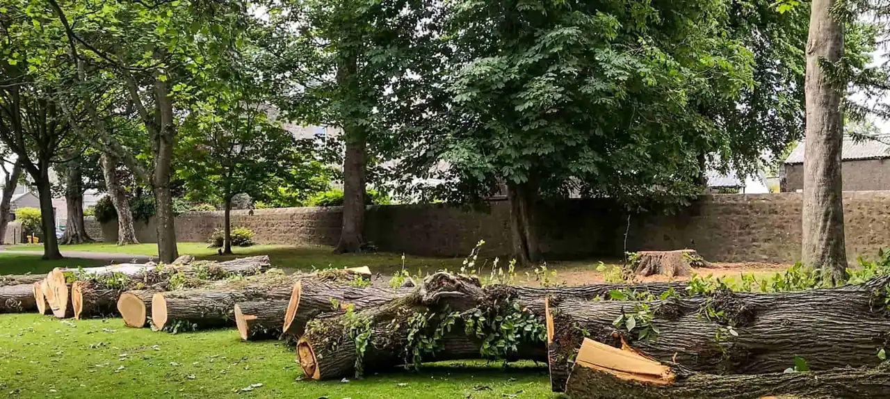 Large tree cut into heavy log sections lying across a lawn after removal