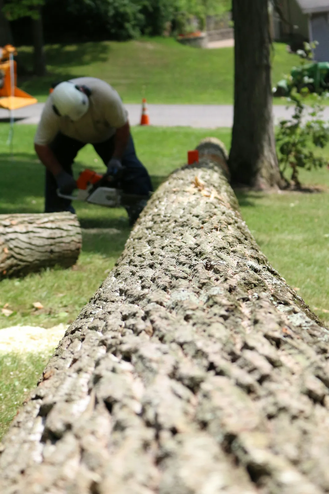 Worker in a hard hat cutting up a felled trunk lying across a green lawn